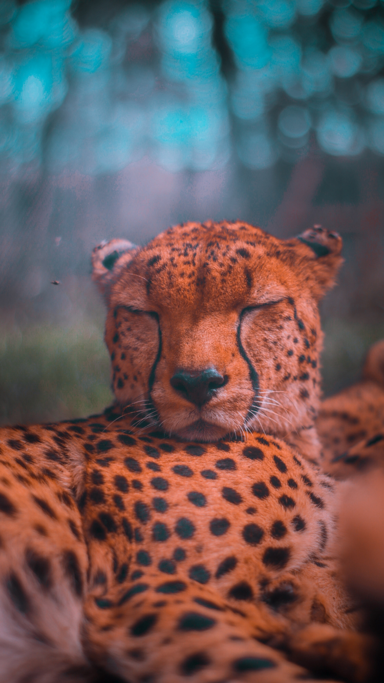 Cheetah  Background  Android  iPhone    2020 HD phone wallpaper   Pxfuel