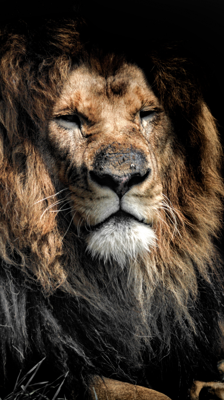 Download wallpaper 750x1334 aged lion, beast. predator, wild cat muzzle,  iphone 7, iphone 8, 750x1334 hd background, 698