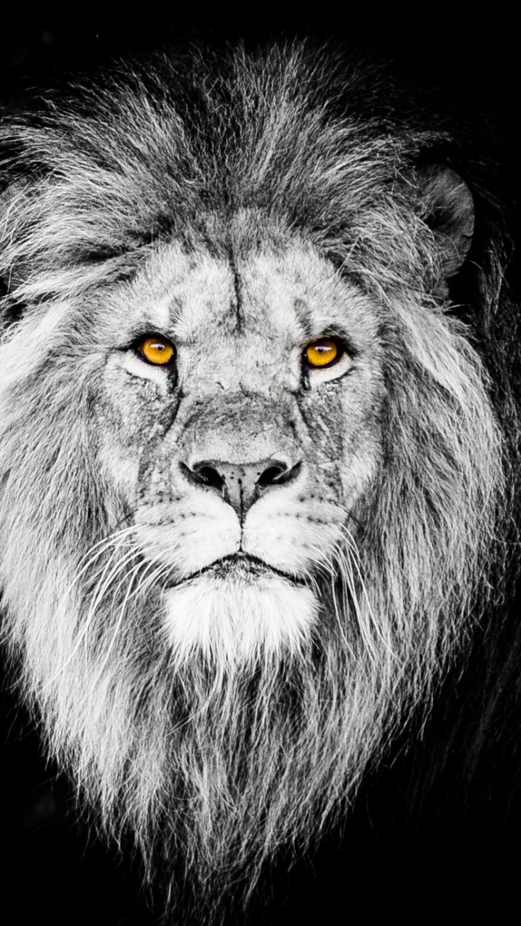 Download wallpaper 750x1334 monochrome, the beast, lion, muzzle, iphone 7,  iphone 8, 750x1334 hd background, 3106