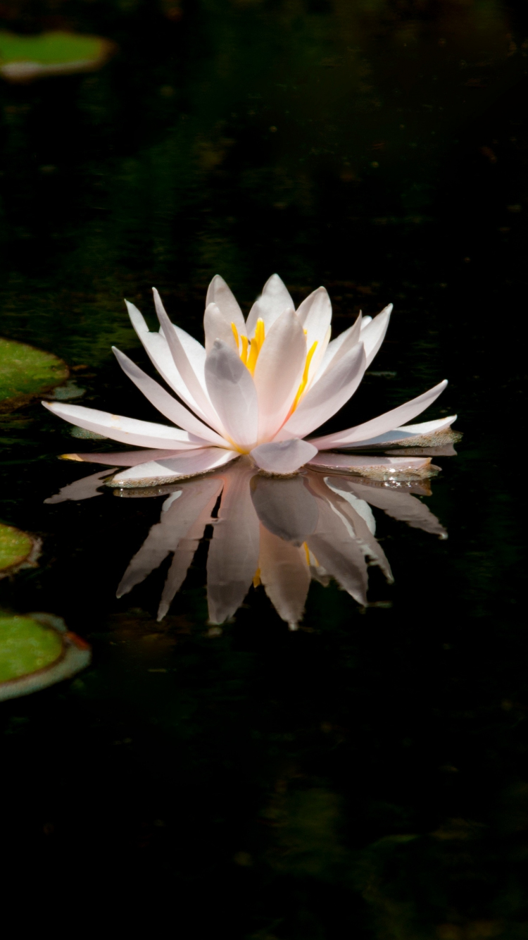 Wallpaper Water Lily