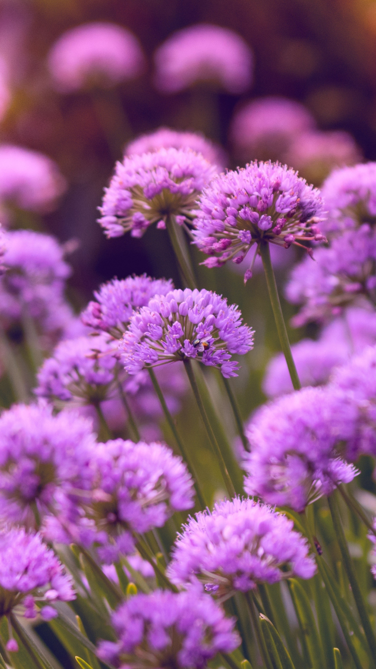 Beautiful Purple flowers 2K wallpaper download