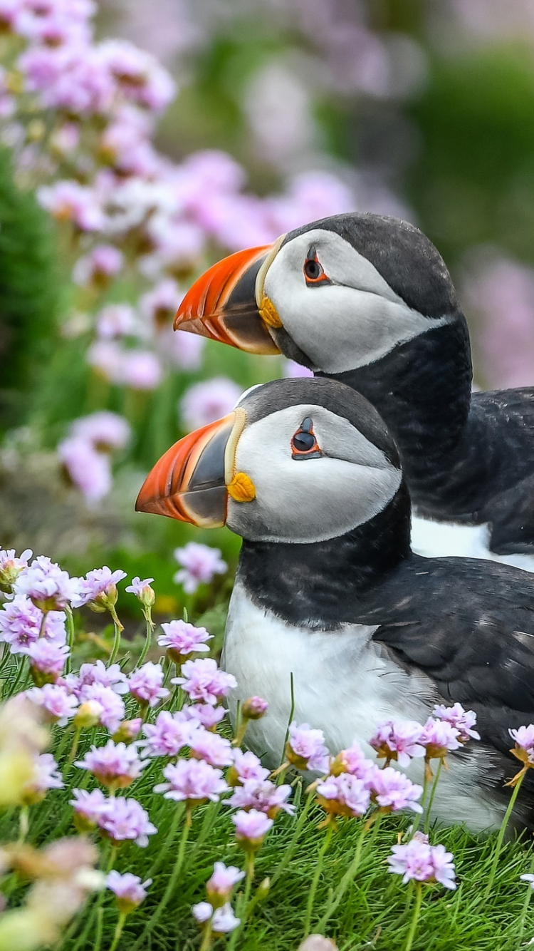 29,290 Atlantic Puffin Images, Stock Photos, 3D objects, & Vectors |  Shutterstock