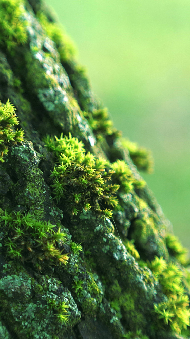 Download wallpaper 1350x2400 moss lichen plant macro iphone 876s6  for parallax hd background