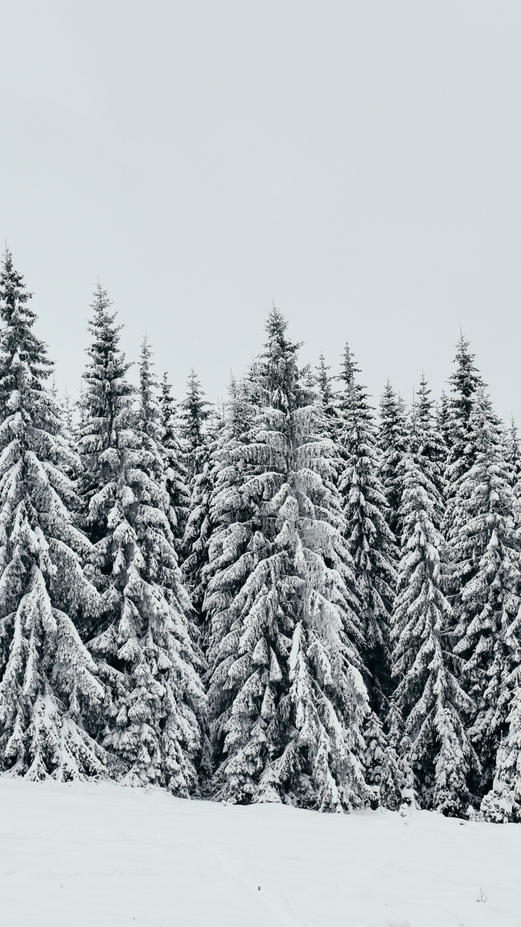 White, snow layer, pine trees, nature, 750x1334 wallpaper