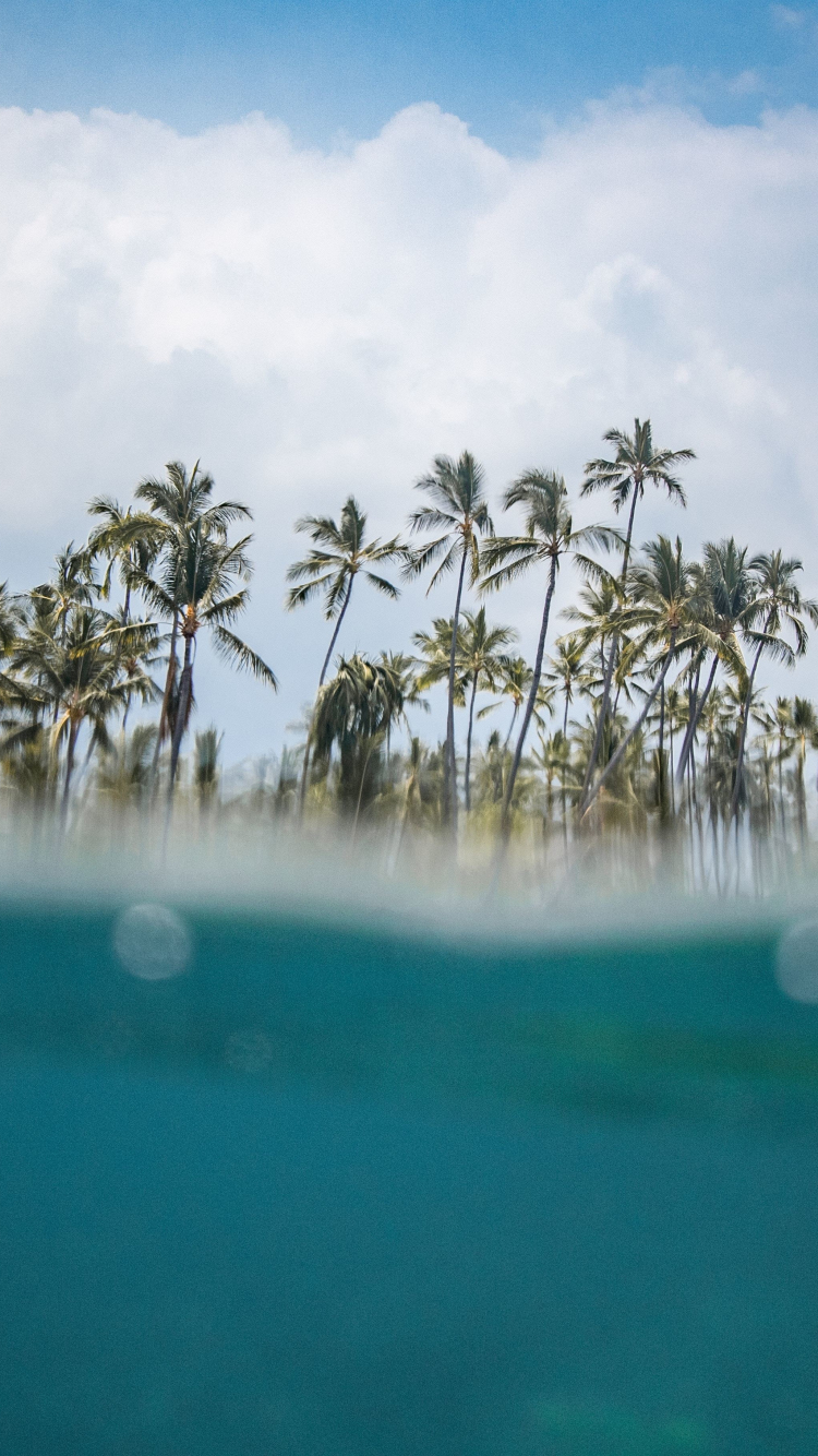Download 750x1334 Wallpaper Hawaii Beach Sea Wave Palm Trees