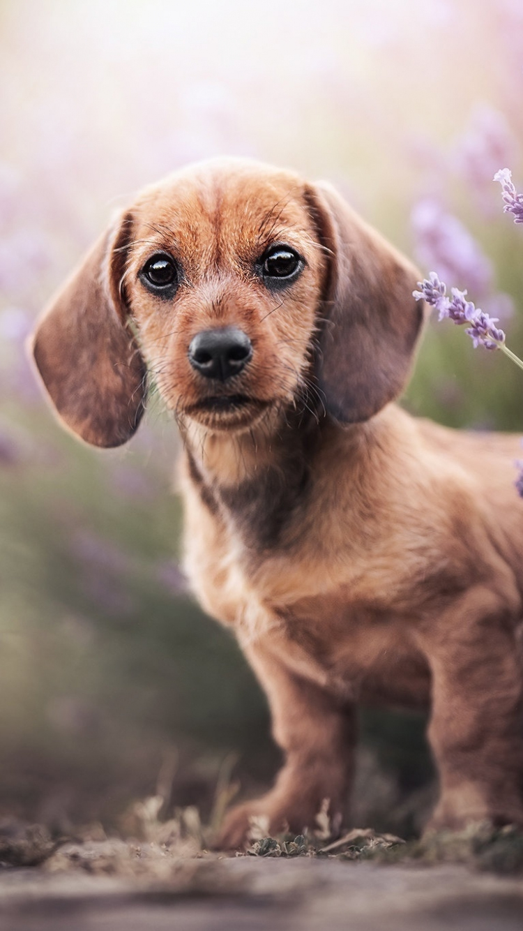 Dachshund Dog Hd Wallpapers For Mobile Phones Background Picture Of  Miniature Dachshund Background Image And Wallpaper for Free Download