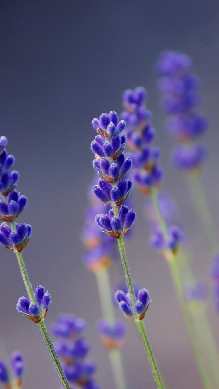 Lavender Wallpaper HD Flowers 4K Wallpapers Images and Background   Wallpapers Den