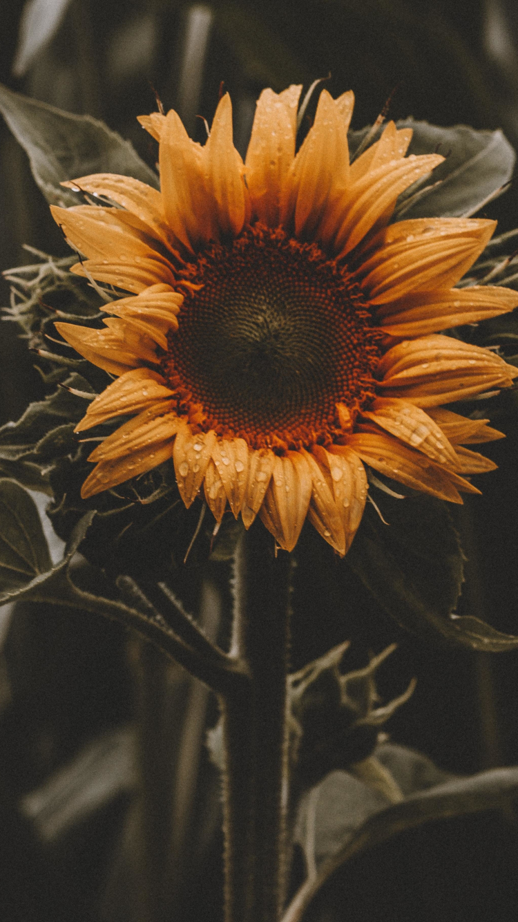 Download 750x1334 Wallpaper Beautiful Bloom Sunflower Yellow