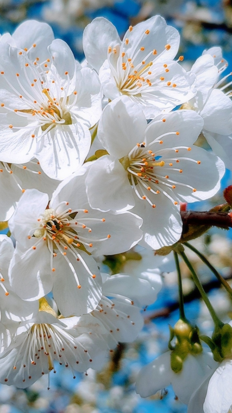 White, close up, cherry tree, spring, blossom, 750x1334 wallpaper