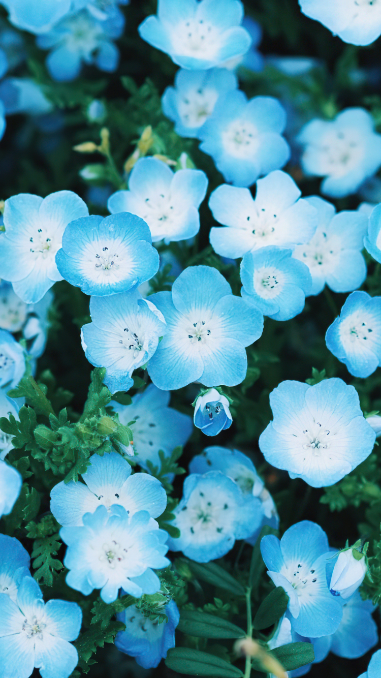 Premium Photo  Blue flowers wallpapers for iphone that are blue flowers  wallpapers