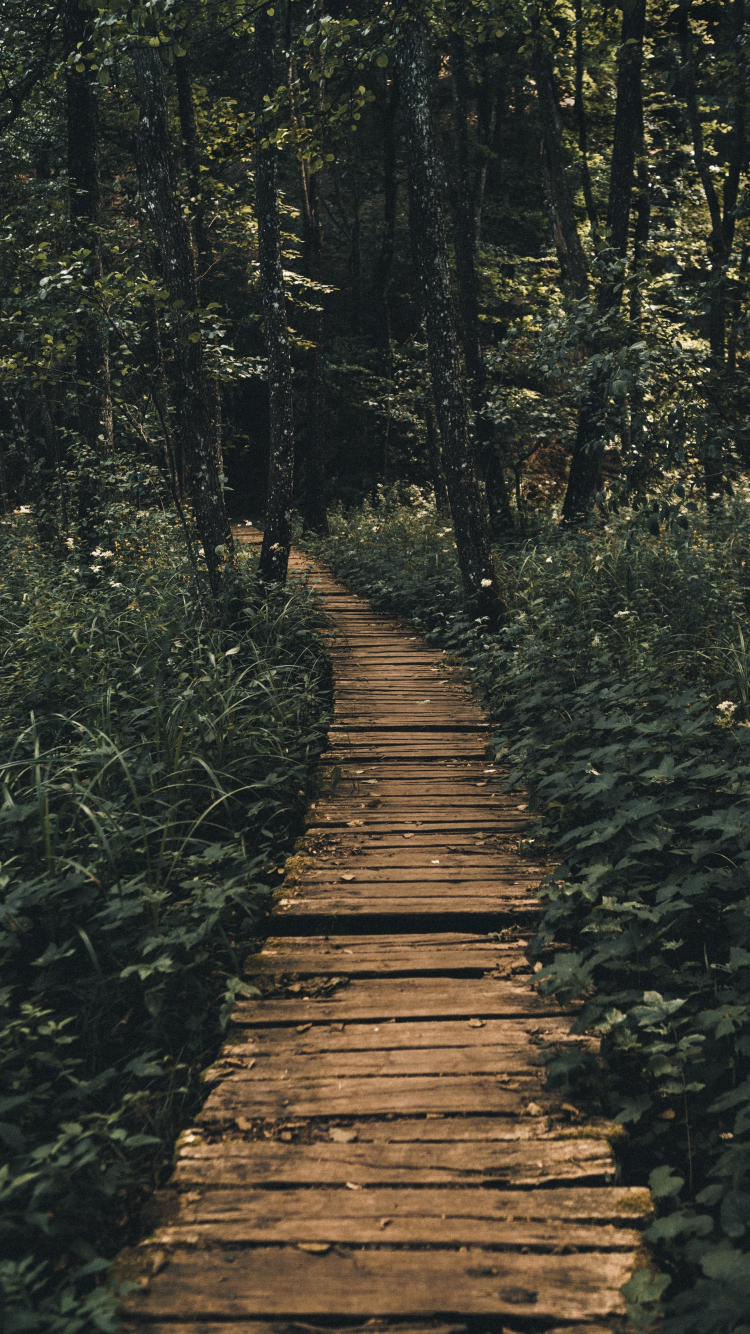 Download wallpaper 750x1334 path, trees, wooden pathway, iphone 7 ...