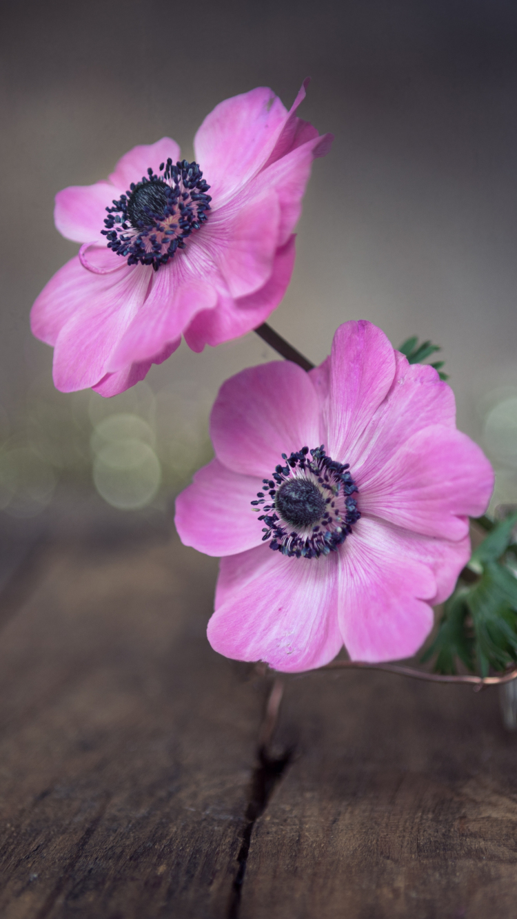 Download Close Up Pink Anemone Beautiful 750x1334 Wallpaper Iphone 7 Iphone 8 750x1334 Hd Image Background