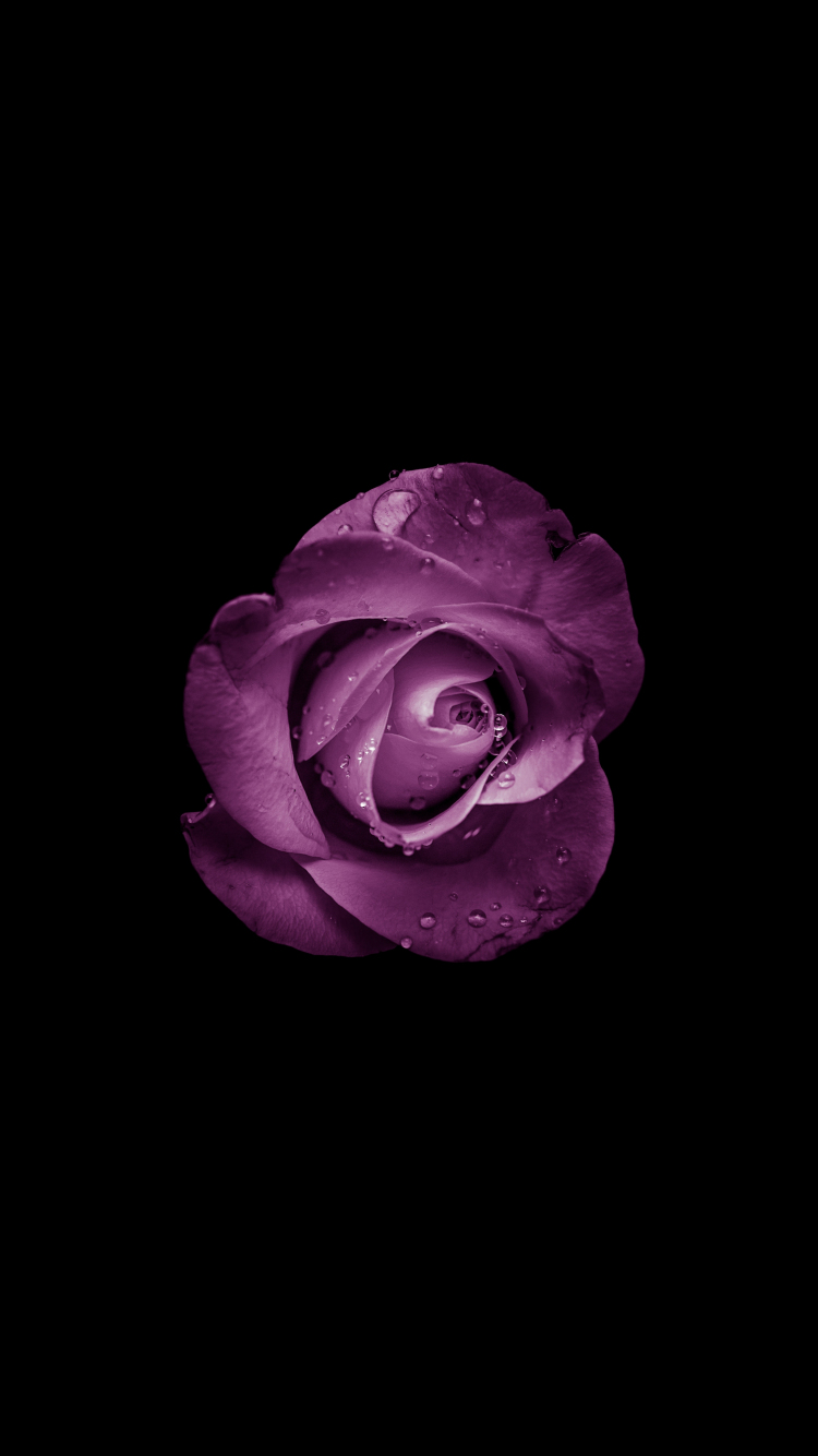 Download wallpaper 750x1334 minimal, rose, bud, purple flower, iphone 7,  iphone 8, 750x1334 hd background, 19212