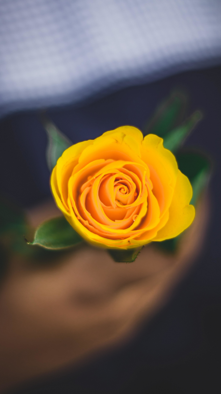 266126 Yellow Rose Stock Photos  Free  RoyaltyFree Stock Photos from  Dreamstime