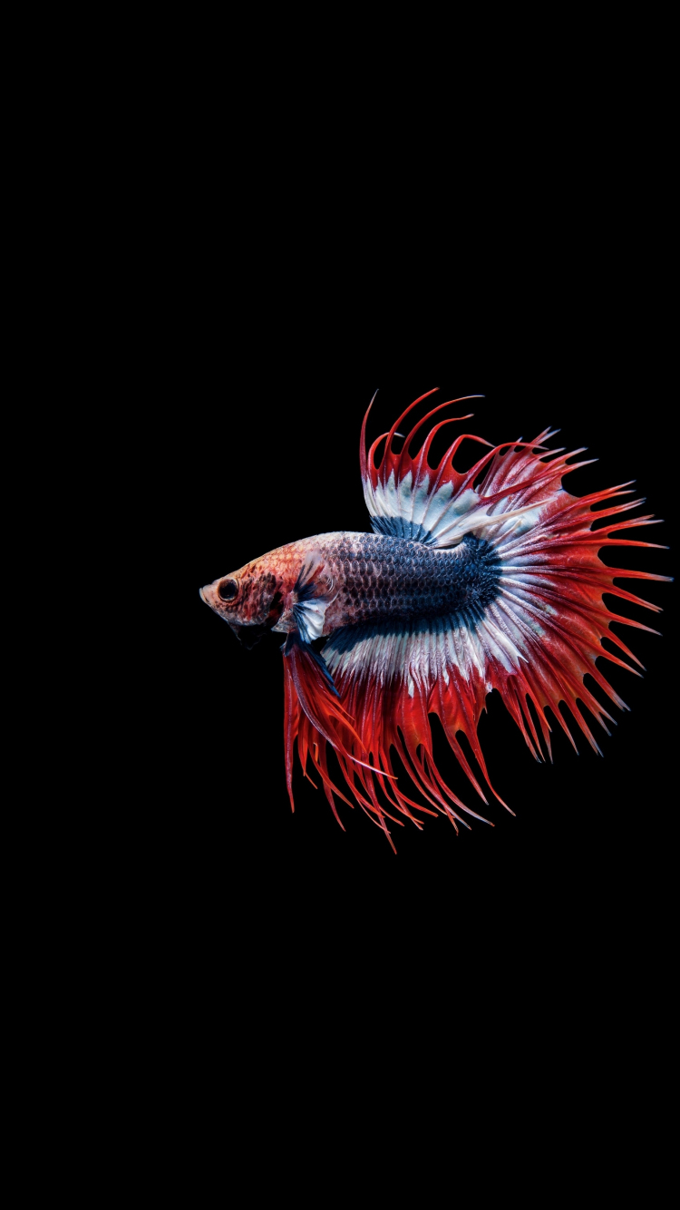 Premium AI Image | Fish wallpapers that are as colorful as well as the  background.