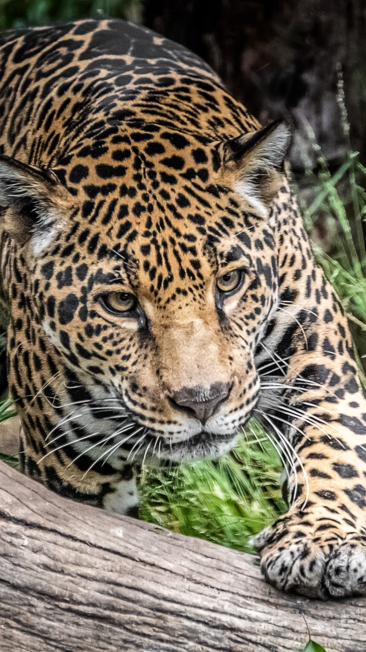Download wallpaper 750x1334 jaguar, wild cat, predator, wild, iphone 7,  iphone 8, 750x1334 hd background, 7974