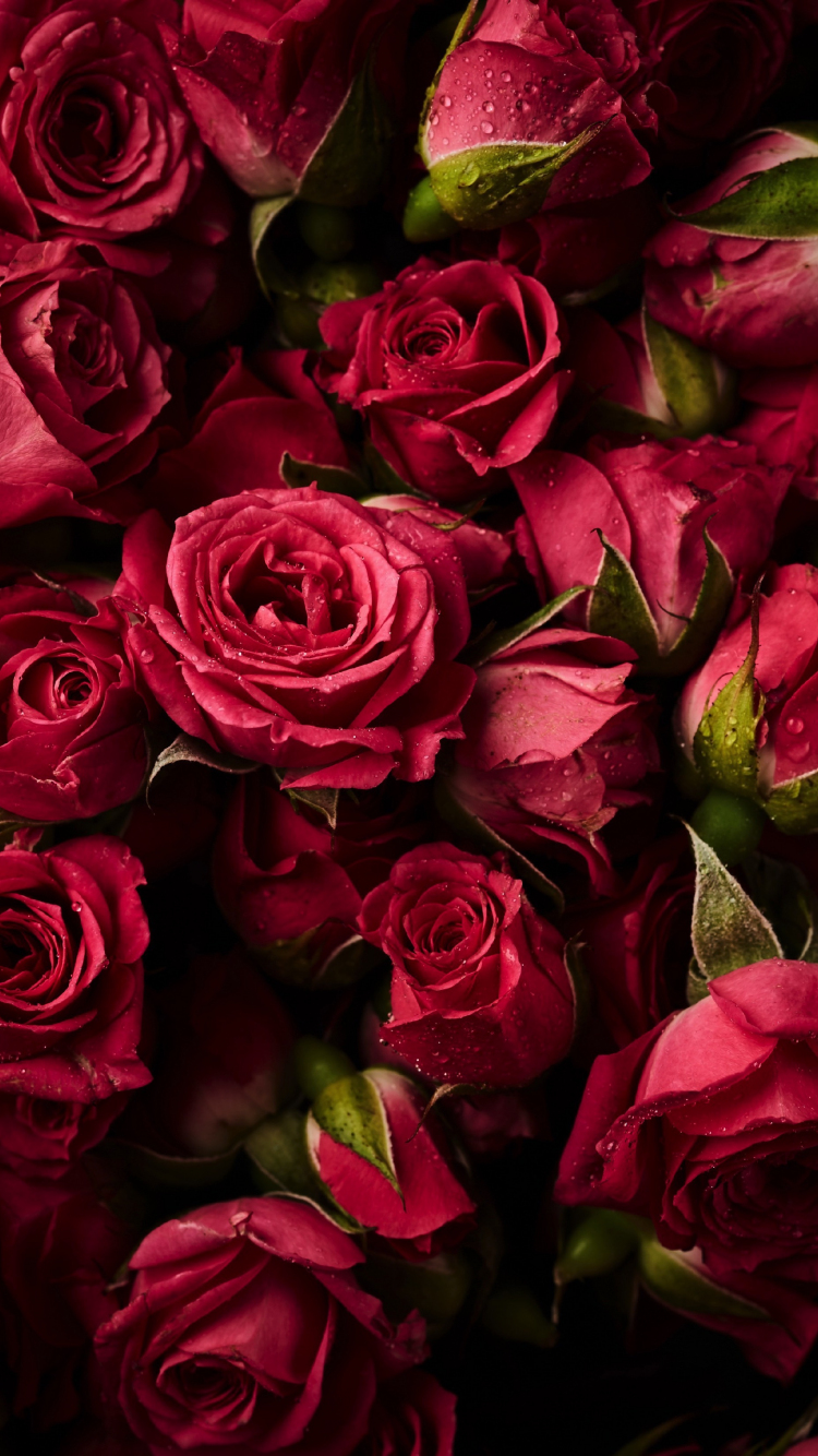 100+] Pink Roses Background s | Wallpapers.com