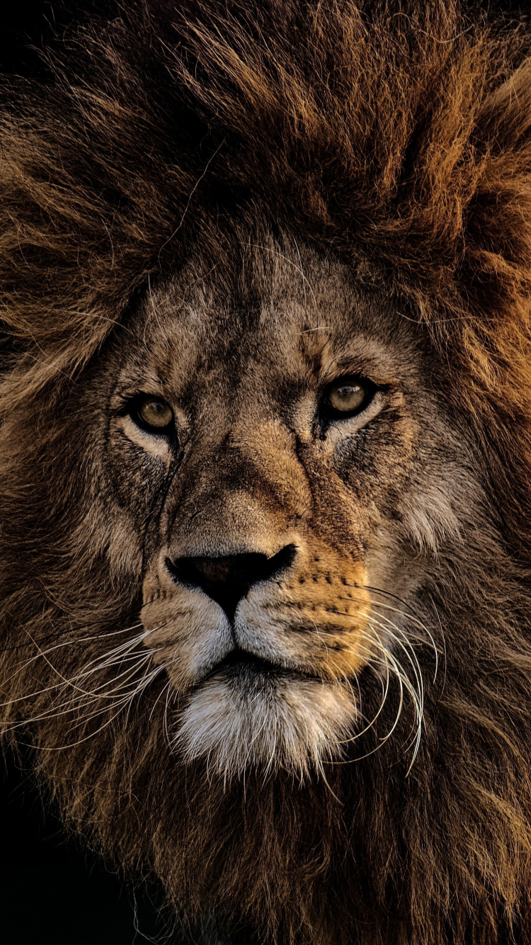Download wallpaper 750x1334 mighty king, lion, fur, muzzle, iphone 7, iphone  8, 750x1334 hd background, 10859