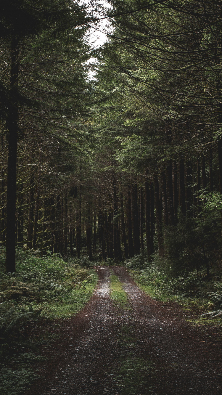 Dirt road, path, trees, forest, greenery, 750x1334 wallpaper