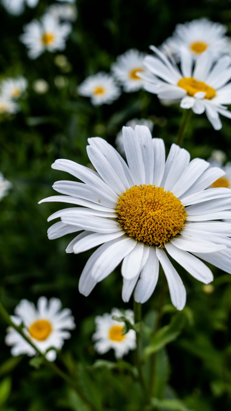 Page 2  Daisy Wallpaper Images  Free Download on Freepik