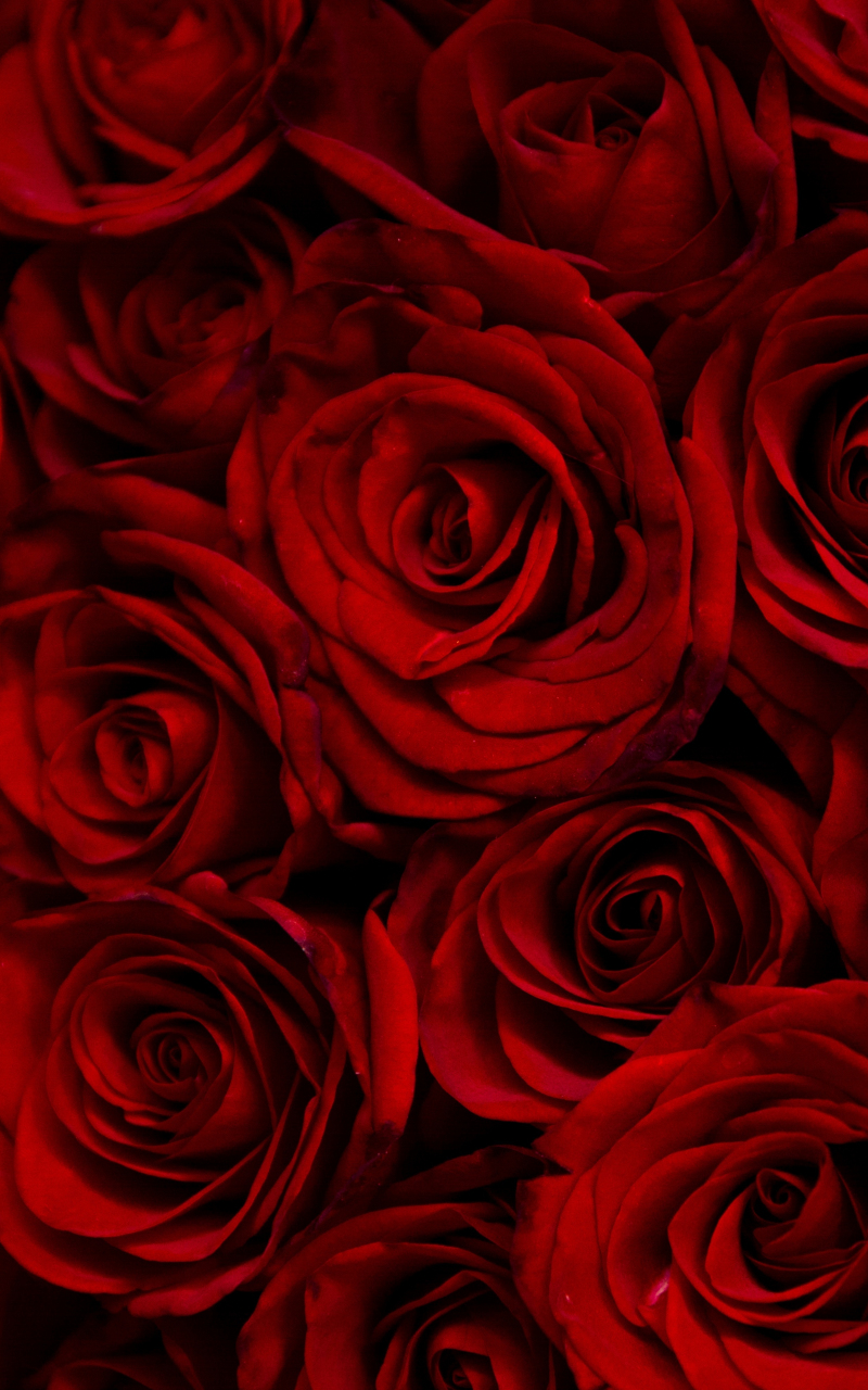 Download wallpaper 800x1280 dark, red roses, decorative, samsung galaxy  note gt-n7000, meizu mx 2, 800x1280 hd background