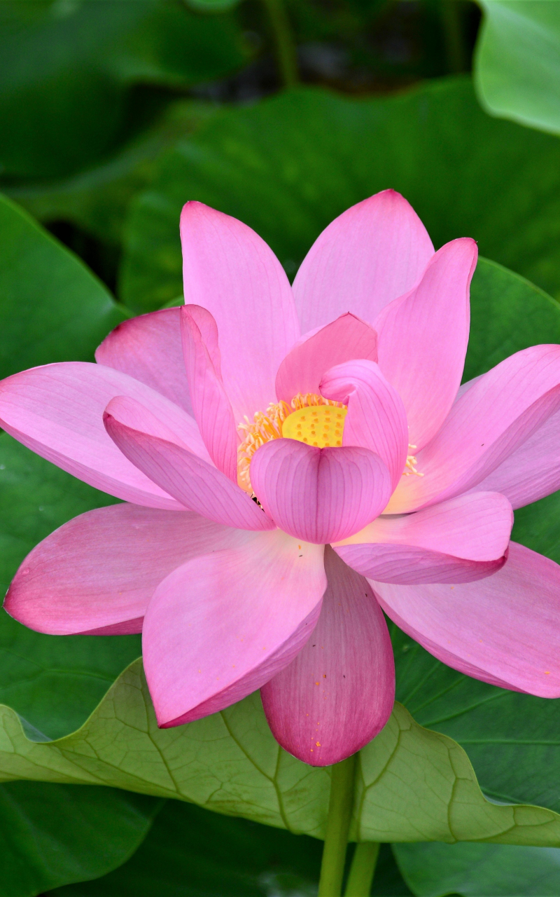 Download 800x1280 wallpaper bloom, pink lotus, flowers