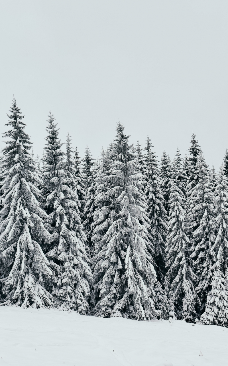 White, snow layer, pine trees, nature, 800x1280 wallpaper