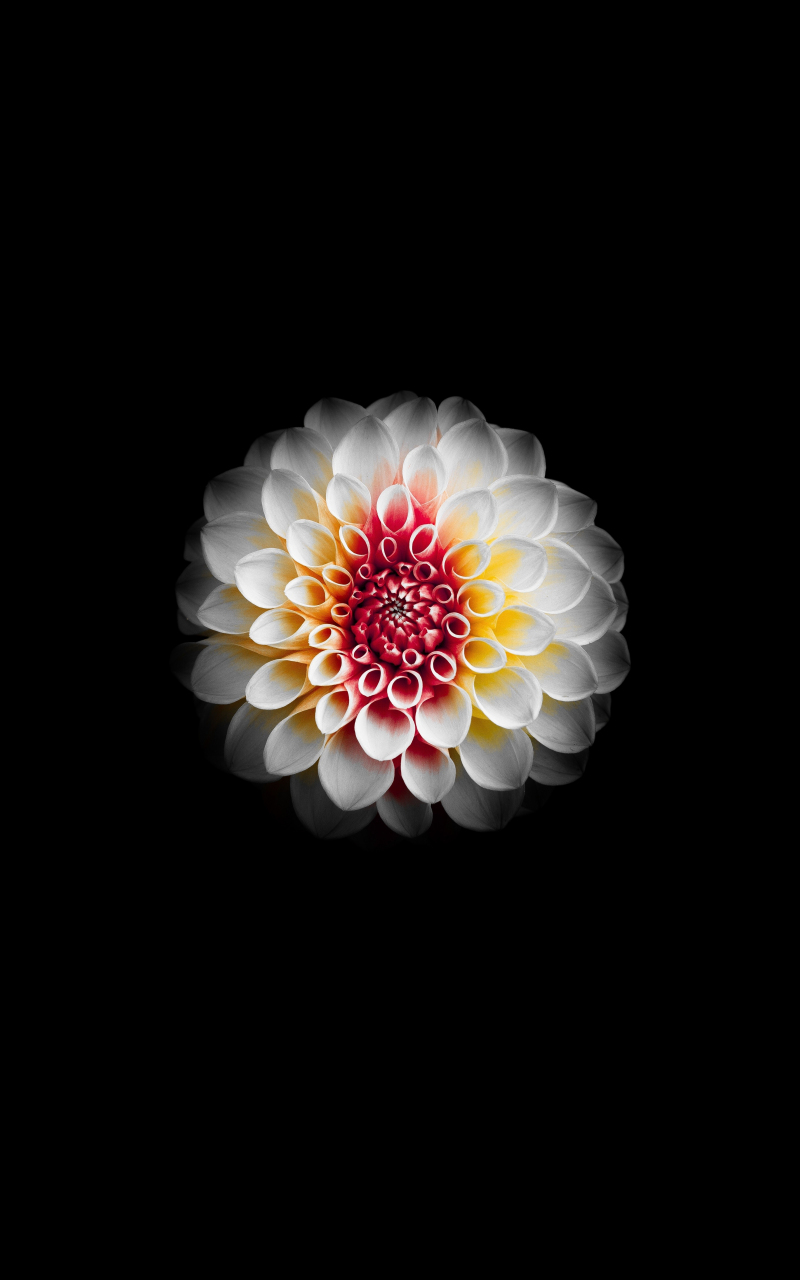 Download Wallpaper 800x1280 Portrait White Dahlia Flower Samsung Galaxy Note Gt N7000 Meizu Mx 2 800x1280 Hd Background