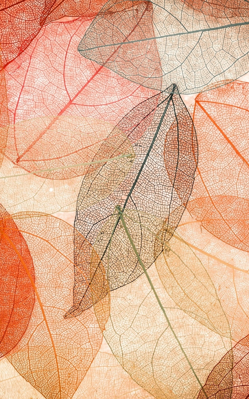 Download wallpaper 800x1280 leaf, macro, vein, dry leaves, art, samsung  galaxy note gt-n7000, meizu mx 2, 800x1280 hd background