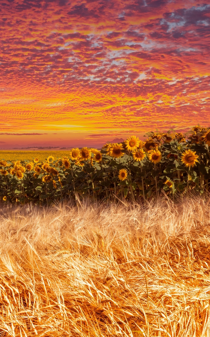 Wheat and sunflower farm, sunset, 800x1280 wallpaper