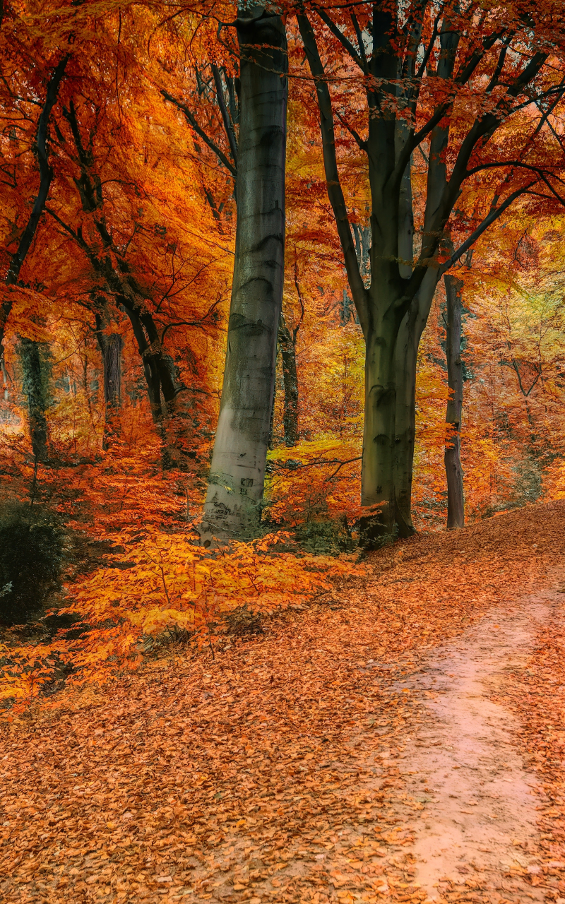 Autumn, tree, fall, pathway, 800x1280 wallpaper