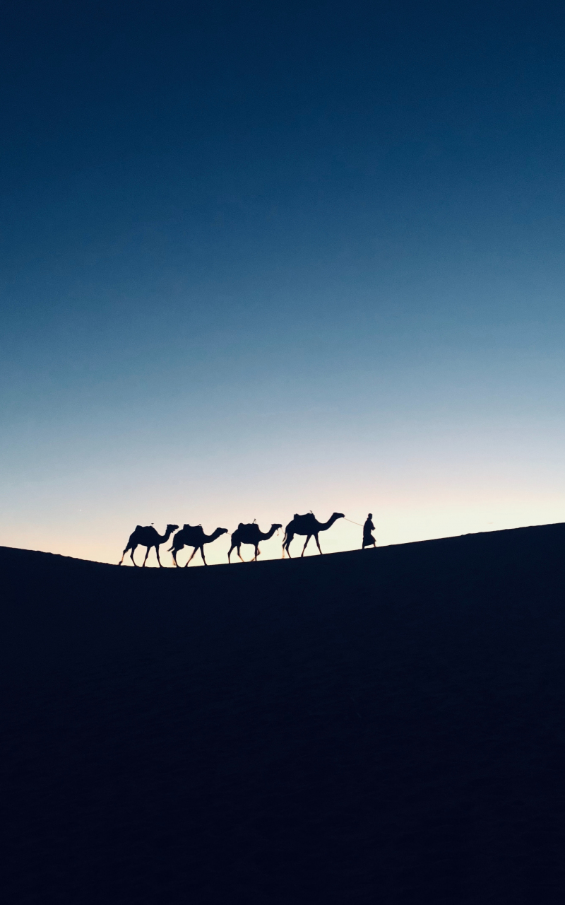 Silhouette, sunset, camel, Morocco, 800x1280 wallpaper