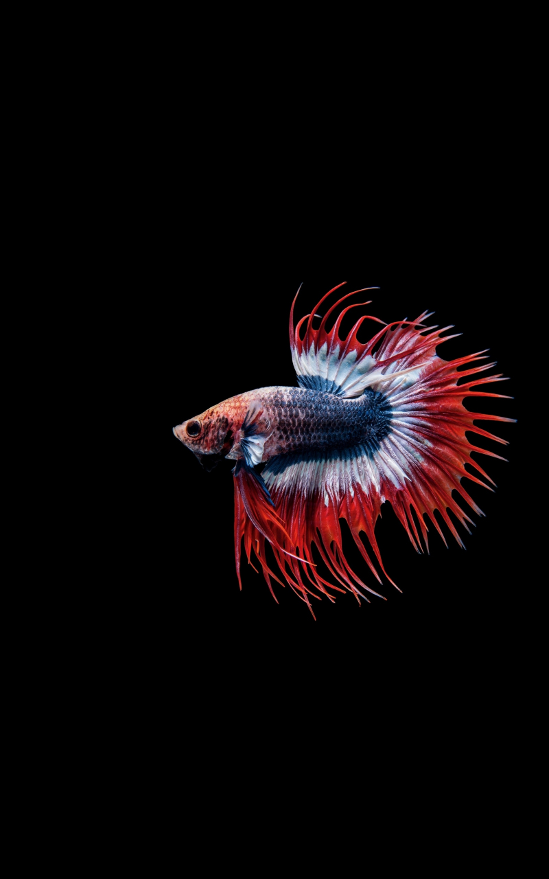 Betta Fish Wallpapers Live 4K  Apps on Google Play