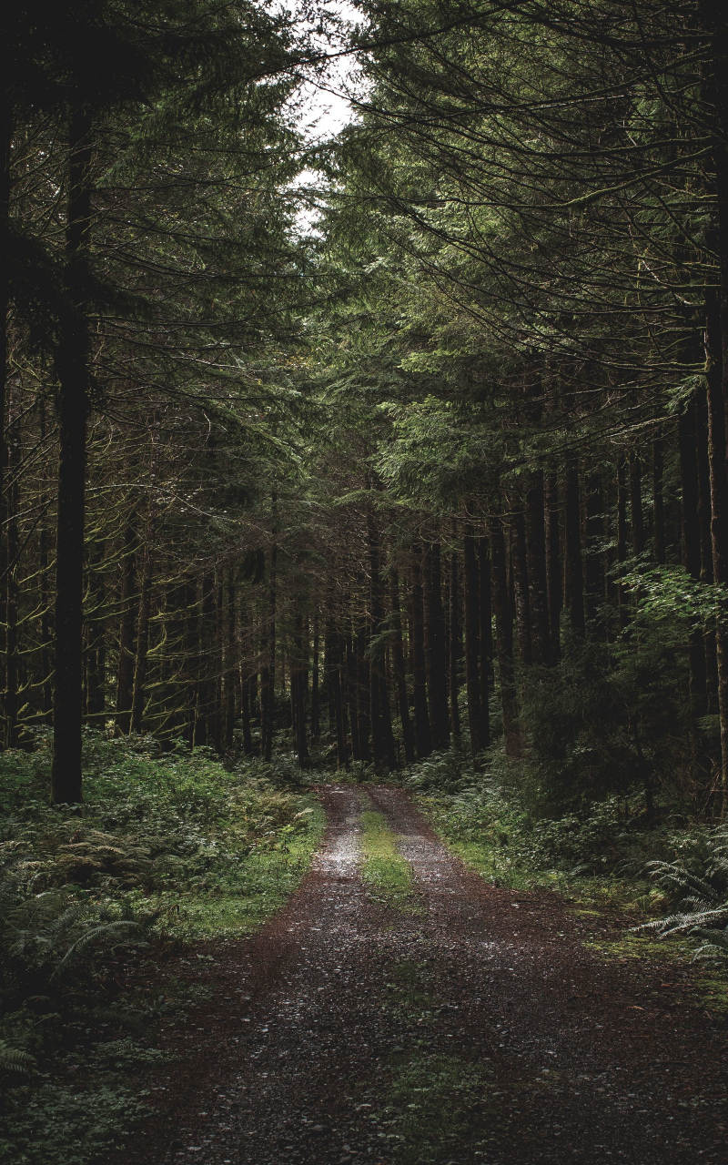 Dirt road, path, trees, forest, greenery, 800x1280 wallpaper