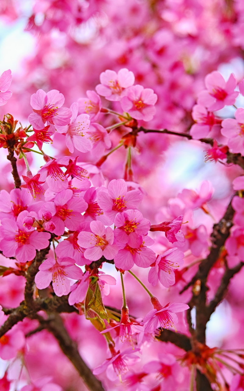 Cherry blossom, pink flowers, nature, 800x1280 wallpaper