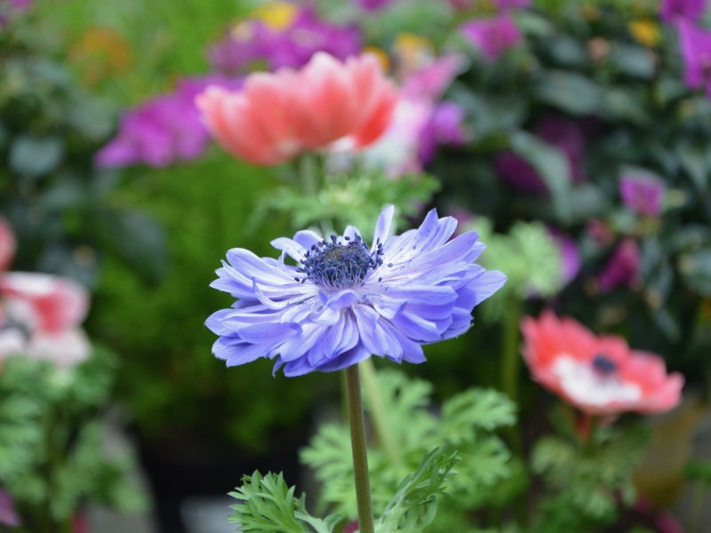 Download Blue Anemone Meadow Flower 800x600 Wallpaper Pocket Pc Pda 800x600 Hd Image Background 4850