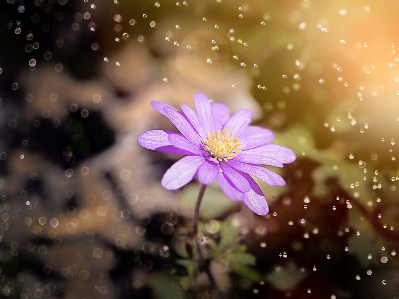 Download 800x600 Wallpaper Anemone Blue Flower Bokeh Pocket Pc Pda 800x600 Hd Image Background 62