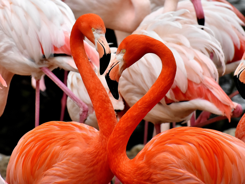 Download 800x600 Wallpaper Flamingo Birds Pocket Pc Pda
