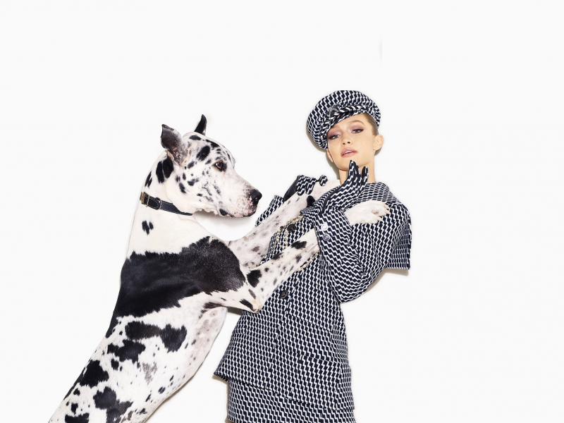 Download Gigi Hadid Dog Harpers Bazaar May 18 800x600 Wallpaper Pocket Pc Pda 800x600 Hd Image Background 6323