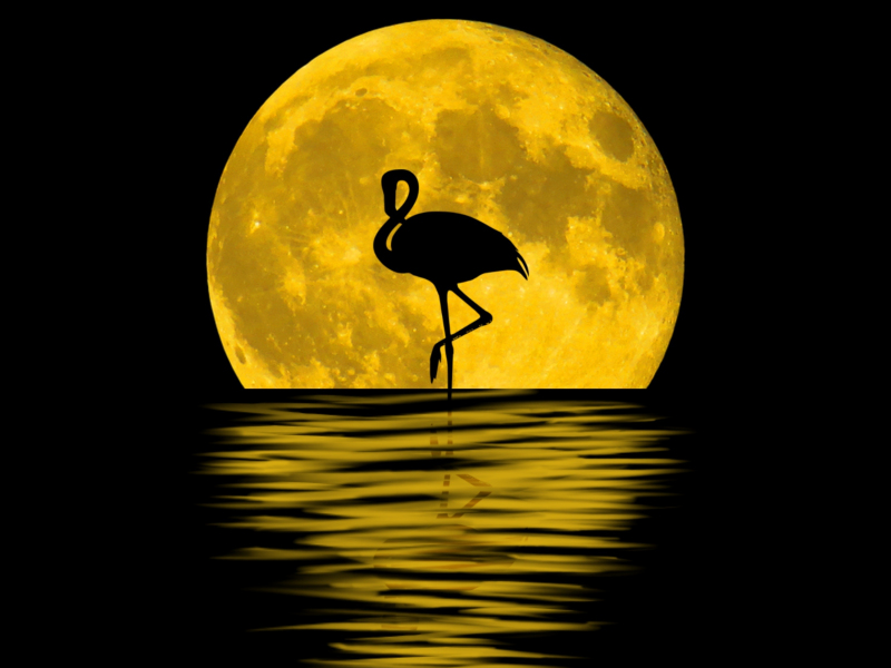 Download 800x600 Wallpaper Flamingo Moon Silhouette Reflections