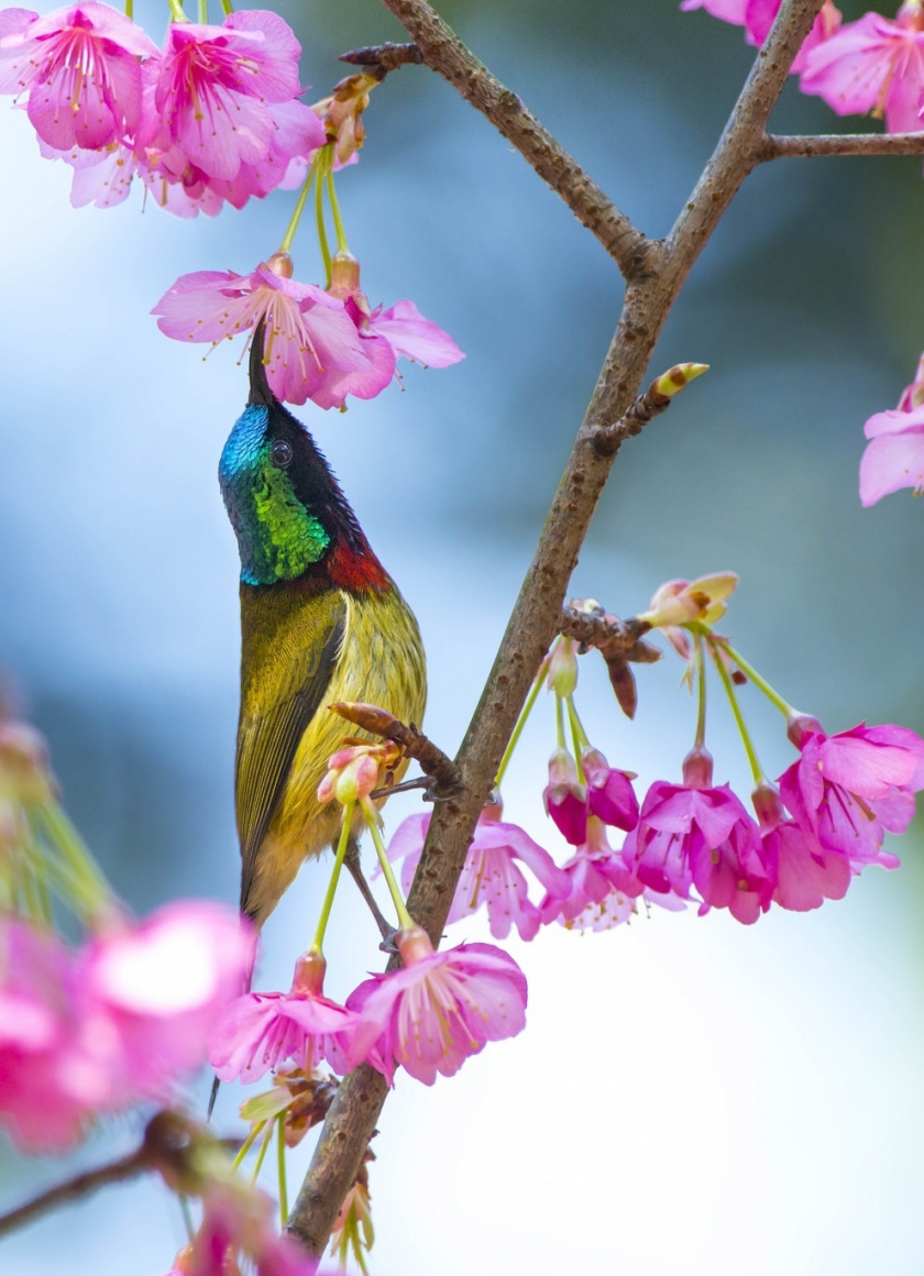 Download wallpaper 840x1160 sunbird, colorful, blossom, flowers, iphone ...