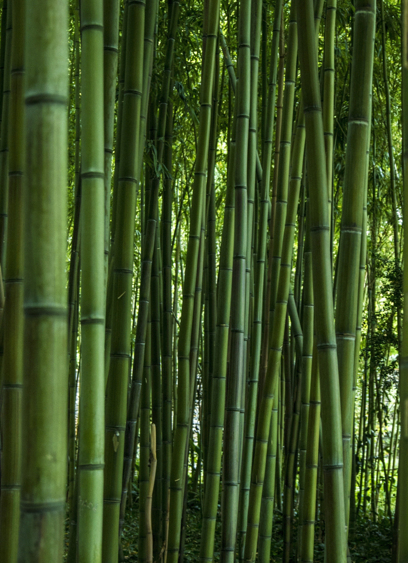 Download wallpaper 840x1160 green, forest, bamboo, trees, iphone 4 ...