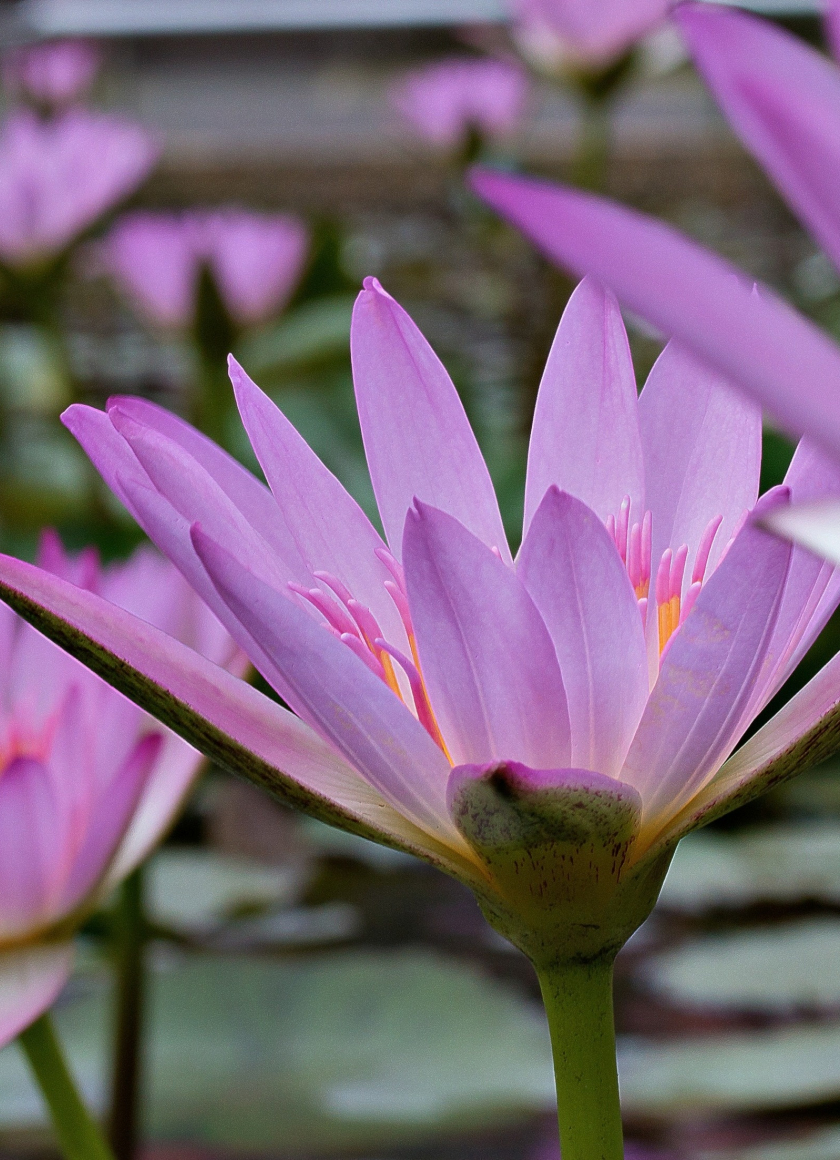 Download wallpaper 840x1160 pink, water lilies, flowers, iphone 4