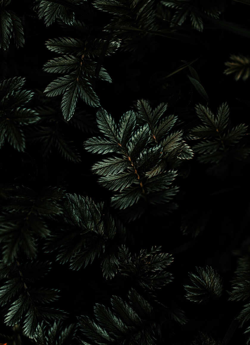 Download wallpaper 840x1160 leaves, branches, dark, iphone 4, iphone 4s ...