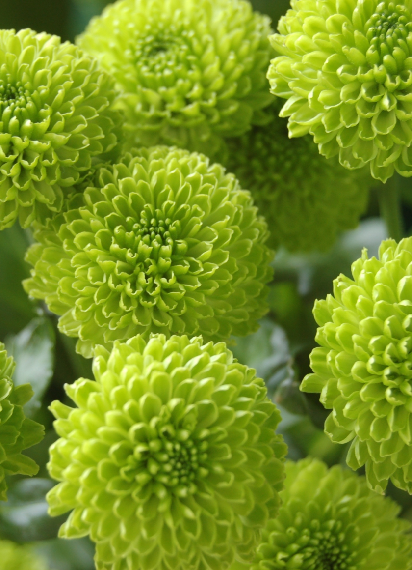 Download wallpaper 840x1160 bloom, chrysanthemum, green flowers, iphone