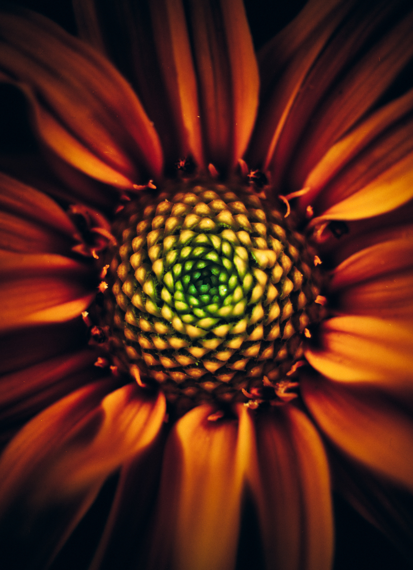 Sunflower, bloom, close up , 840x1160 wallpaper