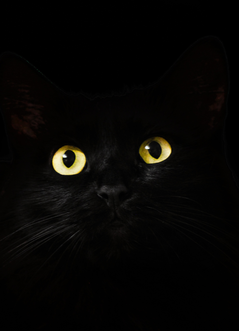 3,000+ Free Black Cat & Cat Images - Pixabay