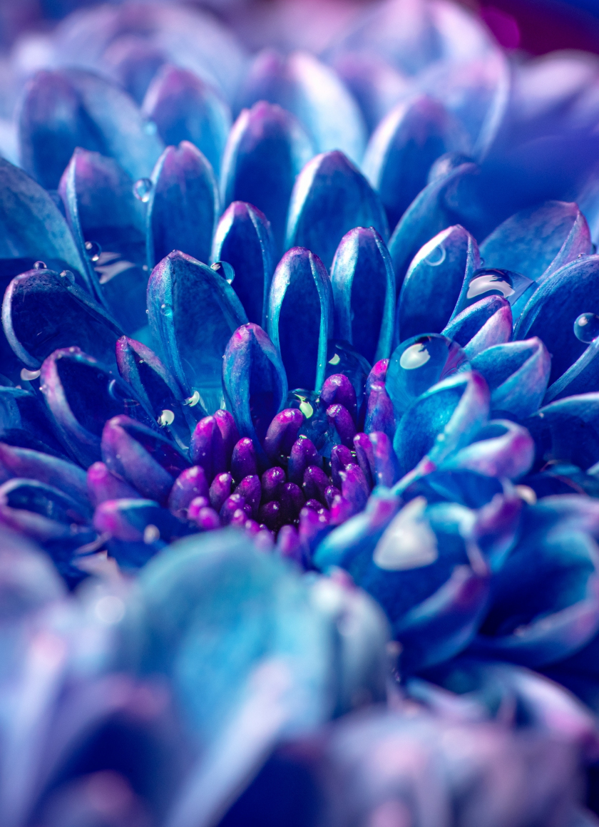 Download wallpaper 840x1160 blue flower, dahlia, close-up, iphone 4 ...