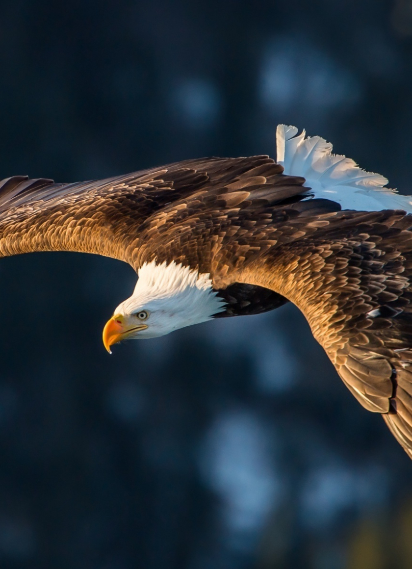 Eagle Background Images  Free Download on Freepik