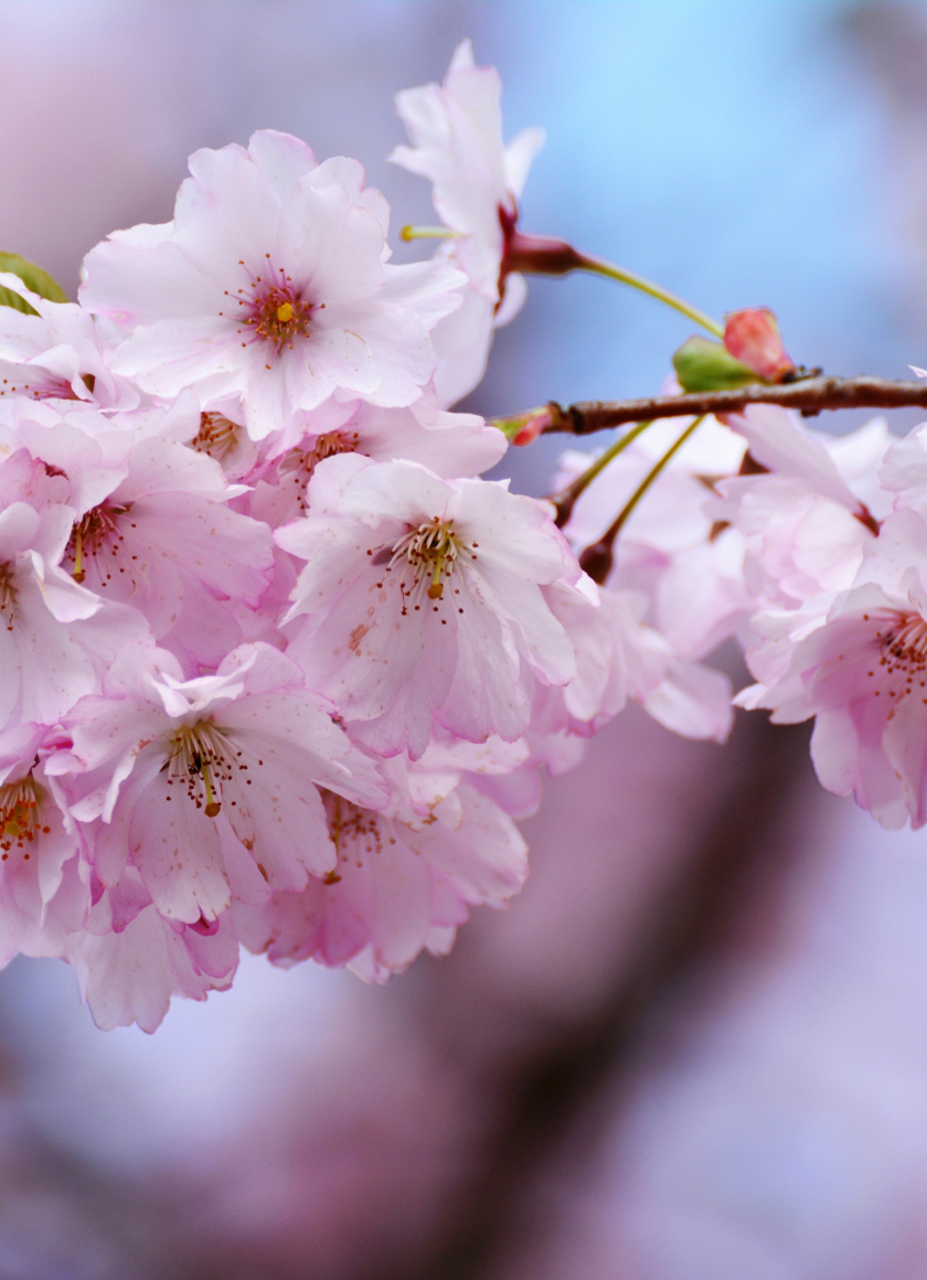 Download wallpaper 840x1160 cherry blossoms, flowers, blur, tree ...